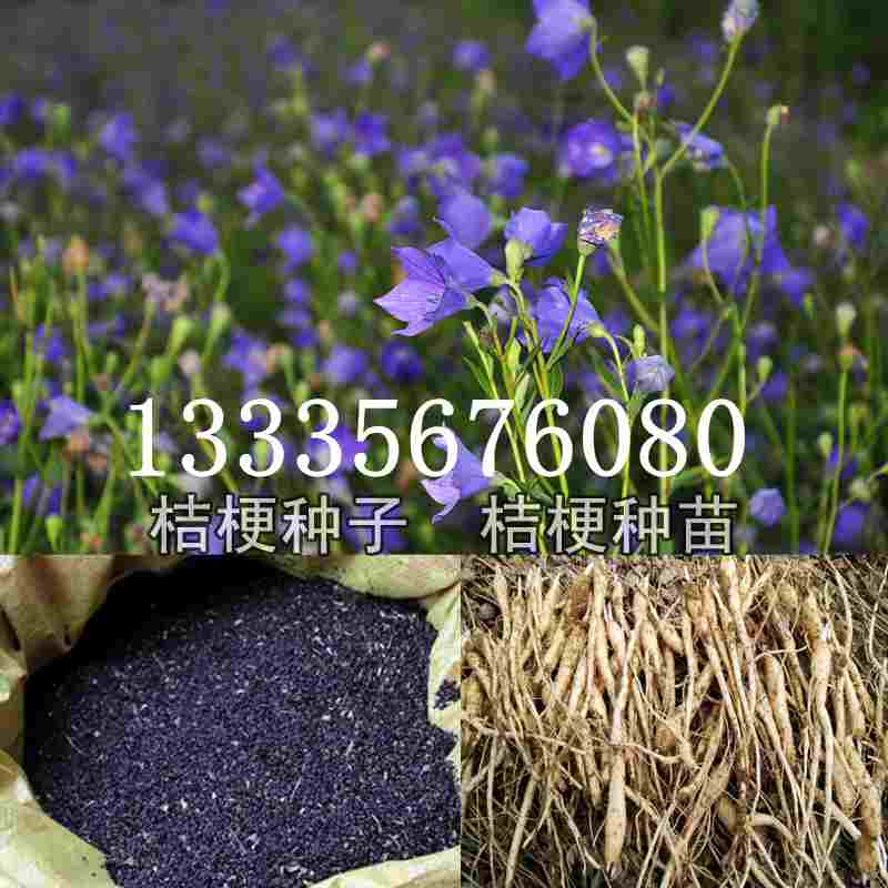 桔梗種子價格揭秘，成長旅程與自信綻放之路