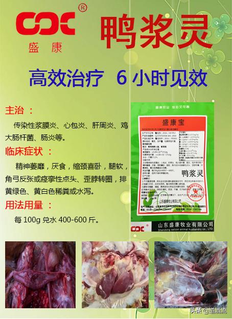 現(xiàn)在鴨苗行情詳解，選購(gòu)、養(yǎng)殖與盈利的全方位指南