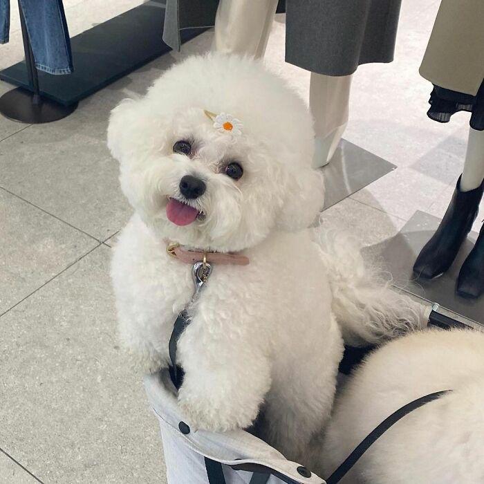 小巷中的寵物奇緣，比熊犬的價格探秘