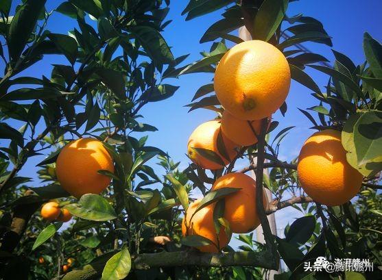 贛州上市公司，閃耀未來，共創(chuàng)繁榮時代！