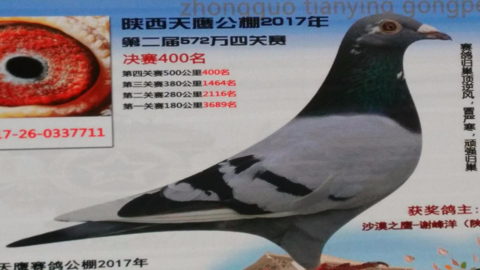 天鷹公棚歷程回顧，最新消息鑄就輝煌篇章