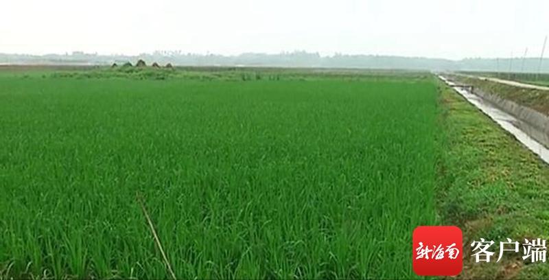澄邁最新動(dòng)態(tài)，自然美景探索之旅，尋覓內(nèi)心平和與寧靜的旅程