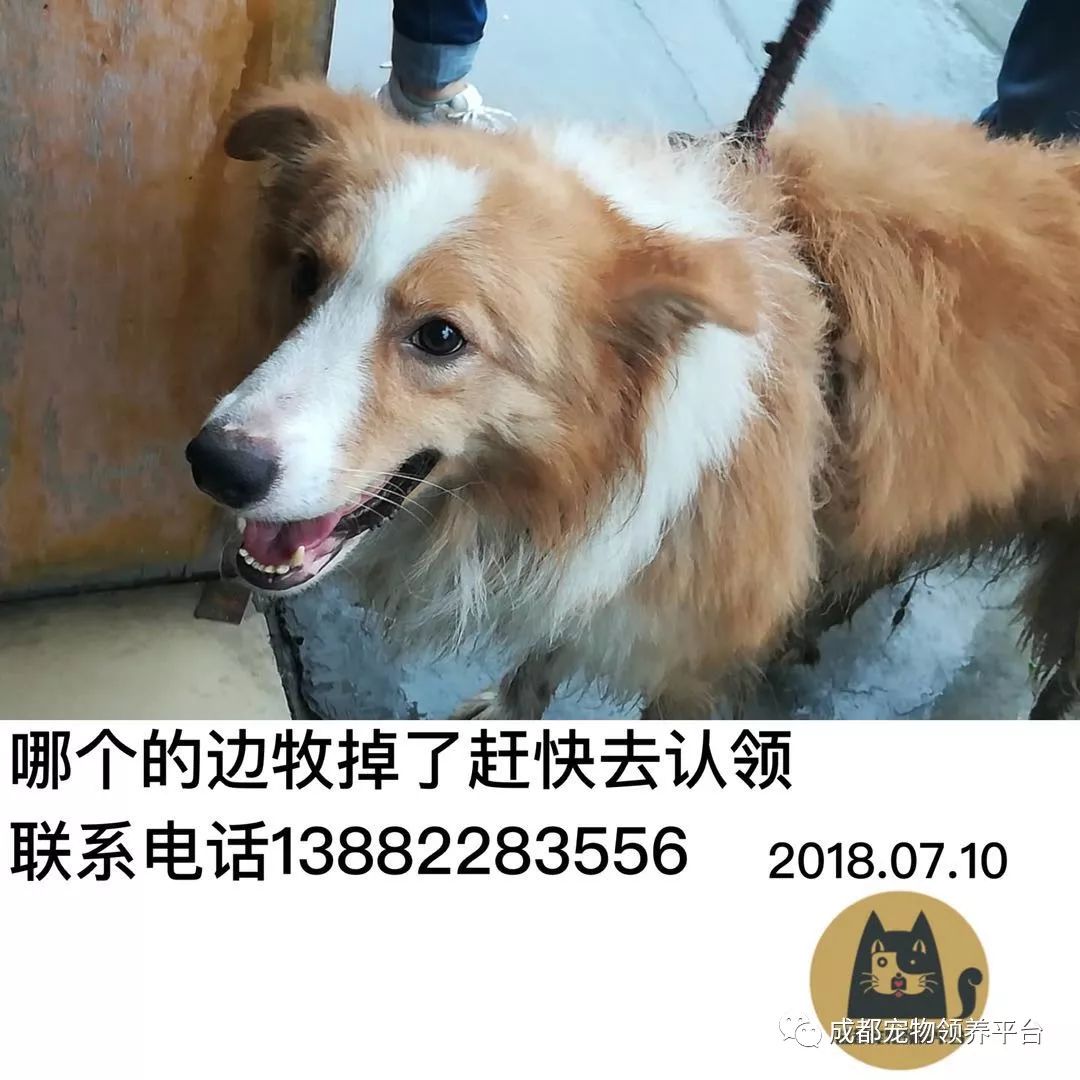 成都最新尋狗記，巷弄深處特色小店中的尋寵之旅