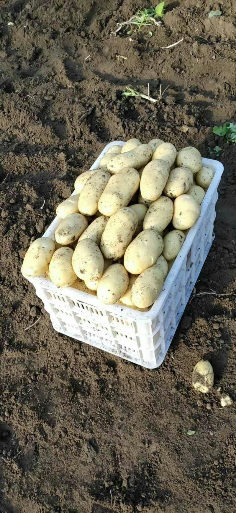 萊西土豆最新價(jià)格動(dòng)態(tài)，變化中的價(jià)值與學(xué)習(xí)中的力量