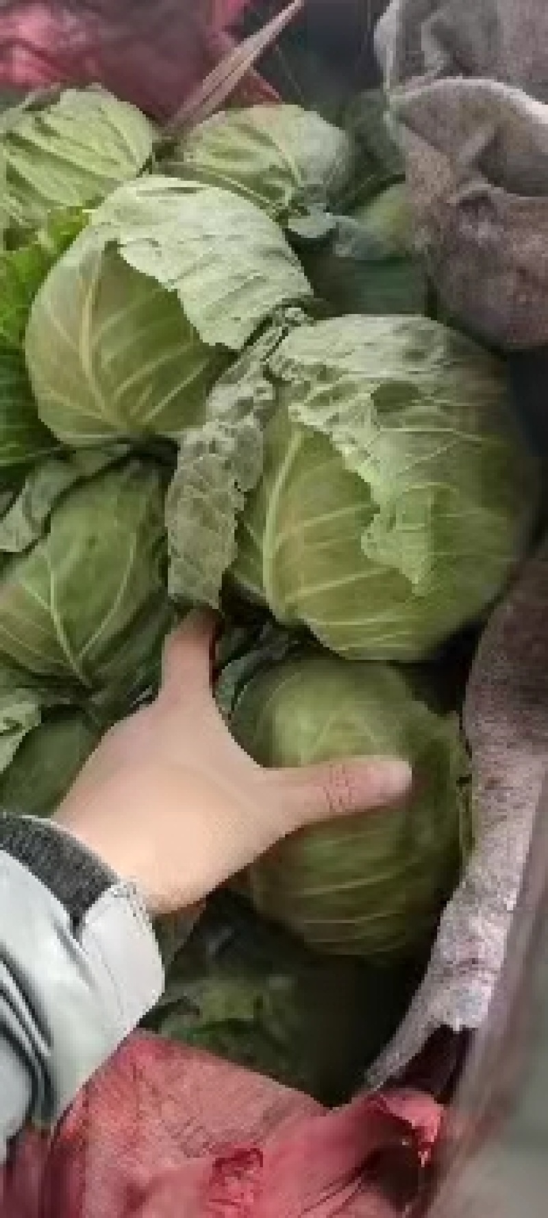 永年甘藍(lán)最新價格及市場走勢、種植要點與購買指南全解析