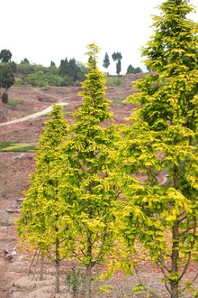 最新彩葉樹種種植與養(yǎng)護指南，從選種到養(yǎng)護一步到位！