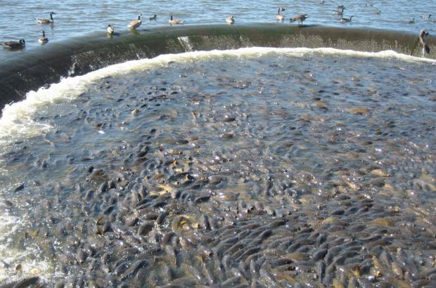 美國鯉魚成災(zāi)背后秘密揭秘，鯉魚泛濫與小巷獨特小店的故事