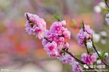 科技巔峰之作桃花開啟未來生活新紀元，最新章節(jié)預(yù)覽