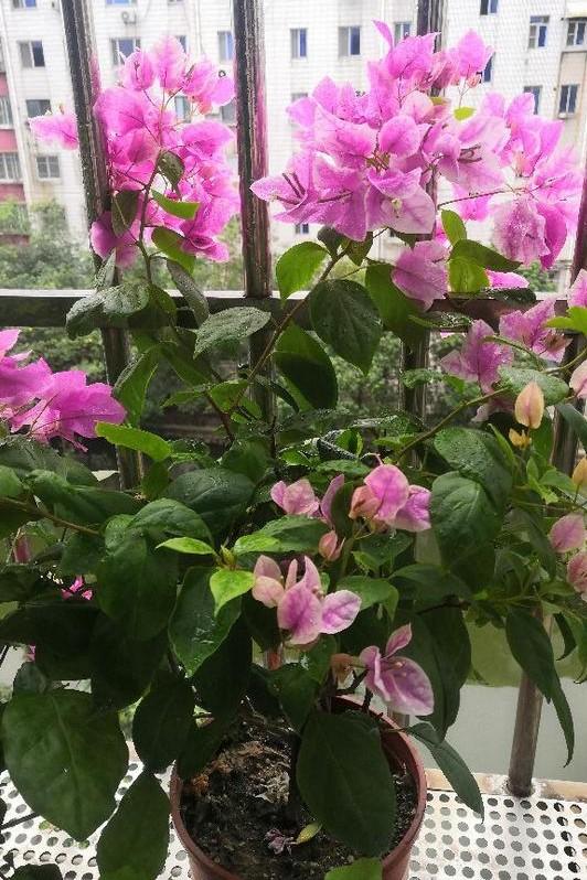 小巷深處的獨特花語，最新殘花之美