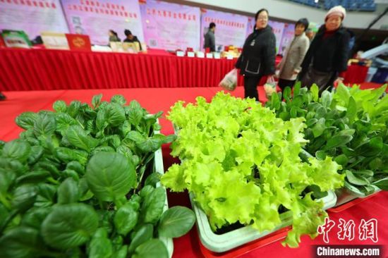 南京最新蔬菜，時代味道與文化脈絡(luò)的融合