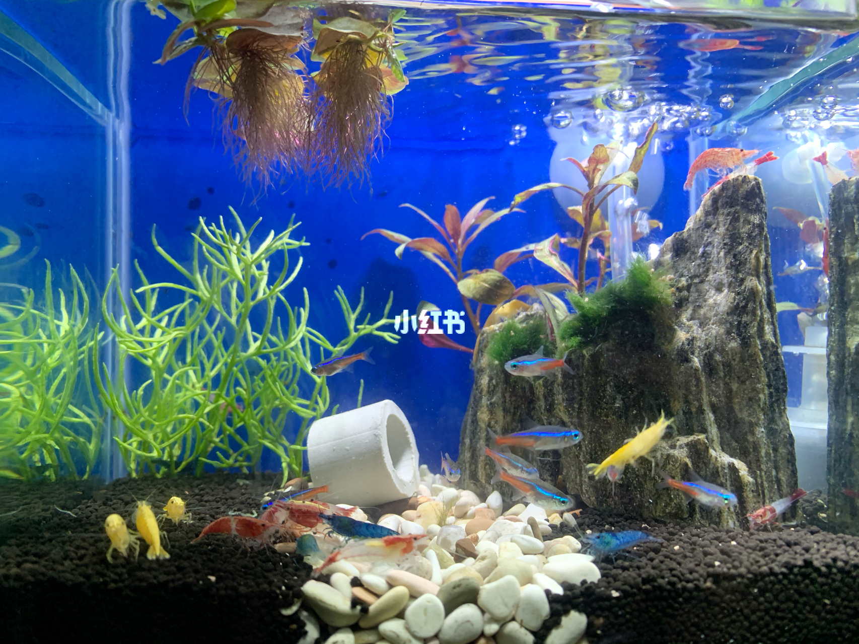 最新魚缸圖片，水族美學(xué)的時(shí)代變遷欣賞