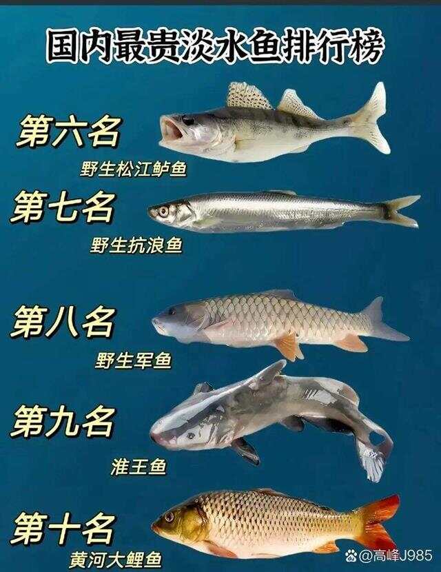 青魚(yú)國(guó)產(chǎn)最新論述，探索與解析