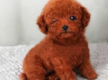 最新小鹿犬，趣事不斷，傳遞溫馨友誼與愛的小使者