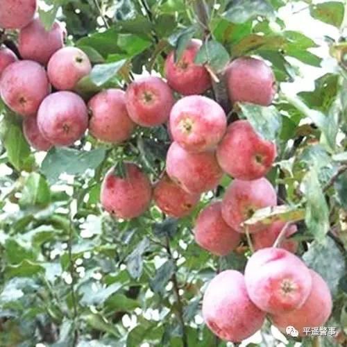 西太后愛(ài)心包最新系列，時(shí)尚與慈善的完美結(jié)合，展現(xiàn)獨(dú)特魅力風(fēng)采