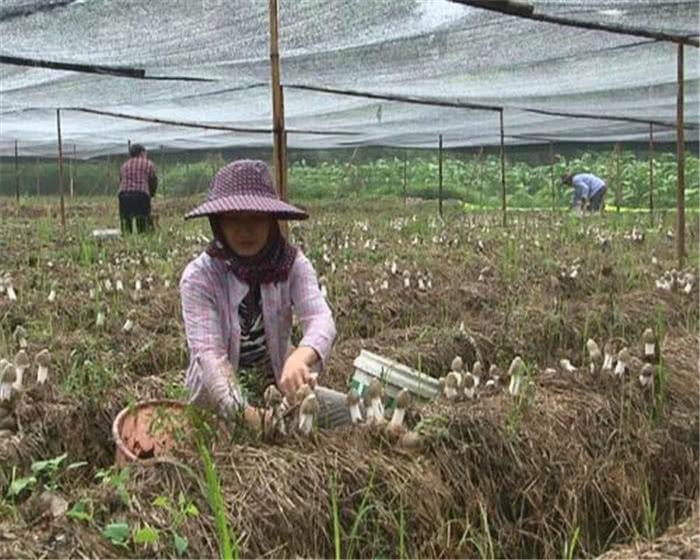 食用菌最新讀音及其背景、發(fā)展與地位概述